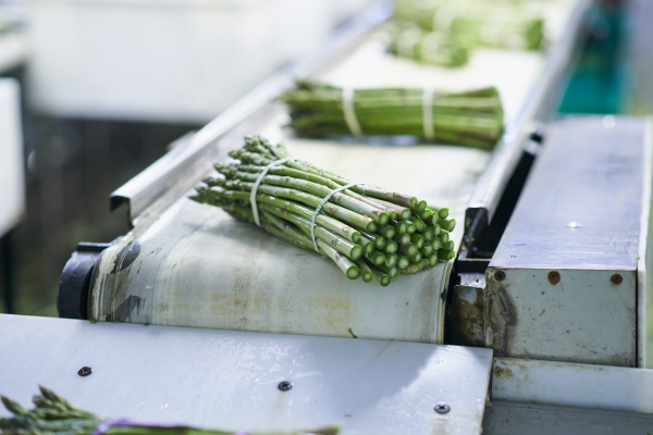 Bande transporteuse en PU pour légumes