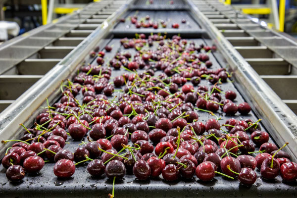 Bande transporteuse en PU de qualité alimentaire pour le transport des fruits